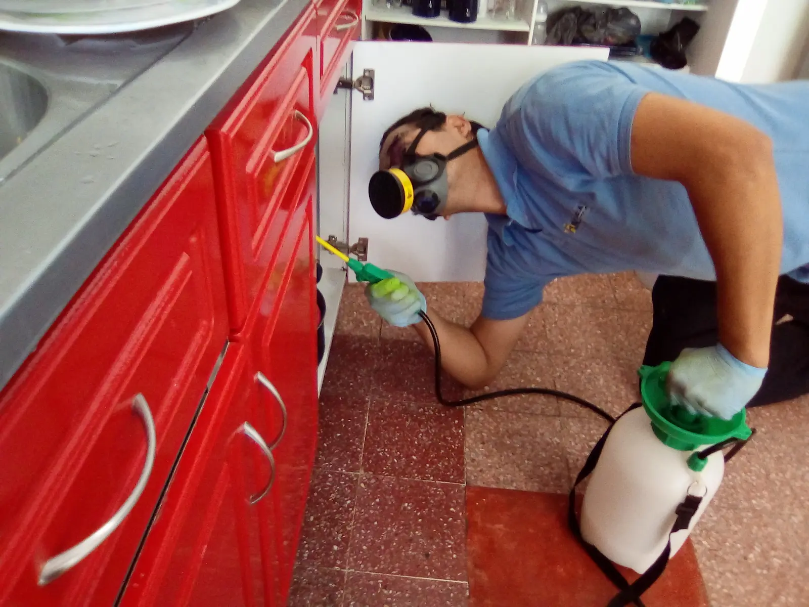 servicio control de insectos- fumarsa
